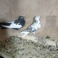 سلام دوتا کبوتر ماده سوسکی دمسفیدوابلق سیاه|پرنده|کرمانشاه, |دیوار