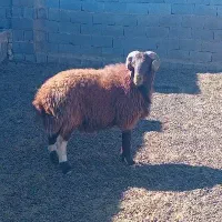 شیشک قوچ افشار