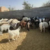 میش و بز|حیوانات مزرعه|اقلید, |دیوار