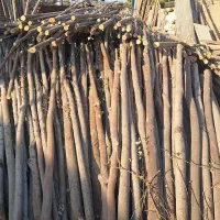 بریدن خرید و فروش چوب|خدمات باغبانی و درختکاری|فلاورجان, |دیوار