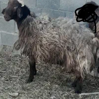 شیشک قوچ ۲ ساله