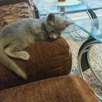 واگذاری بچه گربه رایگان