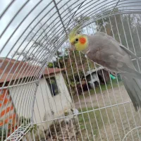 واگذاری عروس هلندی