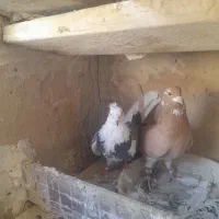 دوتا ماده بدردبخور