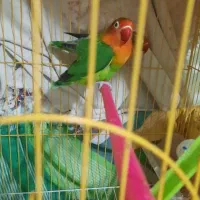 جفت طوطی کوتوله برزیلی با قفس