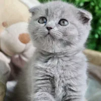 توله نارنجی بریتیش اسکاتیش