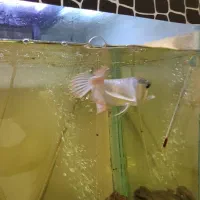 آروانا سیلور|ماهی|فردیس, نگارستان|دیوار