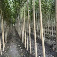 نهال صنوبر، سرمایه سبز و مطمئن