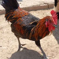 خروس محلی اصل معاوضه یا فروش