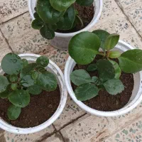 گل قاشقی|گل و گیاه طبیعی|اراک, |دیوار