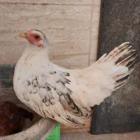 مرغ مینیاتوری از نسل خوب و اصلی ( جاپنیز )