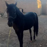 اسب مشکی اصل کرد|اسب و تجهیزات اسبسواری|تبریز, |دیوار