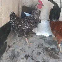 مرغ تخمگذار