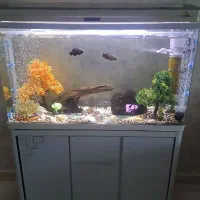 اکواریوم ماهی