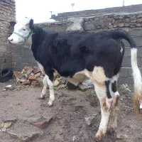 گاو یا گوساله ماده پای کل سیمینتال درجه یک ۲۴عیار