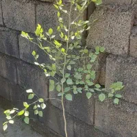 تامین نهال پروژه های شرکتهاوارگانها|گل و گیاه طبیعی|چابهار, |دیوار