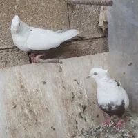 جفت دم قهوه ای