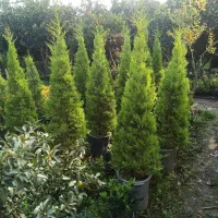 لاوسون سطل زباله