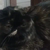 سوپرفلت ماده اساله