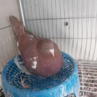 کارل میولمنز