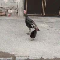 یک‌عدد‌بقلمو‌ن‌نر