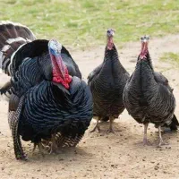 بوقلمون ماده(کرچ)و بوقلمون نر و خروس برهما