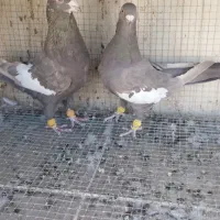 سرک نر وماده پا بلند|پرنده|لنجان, |دیوار