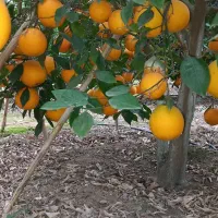 فروش نقدی ویکجا ۱۰تن تامسون روی درخت|عمده‌فروشی|ساری, |دیوار