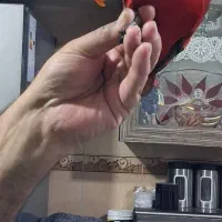 پرنده|پرنده|تهران, قلمستان|دیوار
