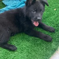 سگ ژرمن بلک|سگ|یزد, |دیوار