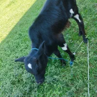 دو عدد ورزا کوله یا گاو نر|حیوانات مزرعه|صومعه‌سرا, |دیوار