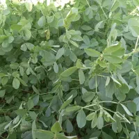 یونجه خشک درجه یک به شرط تخلیه