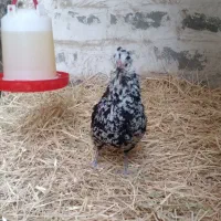 مرغ گلین ریشی چهلتاج|حیوانات مزرعه|ری, حمزه‌آباد|دیوار