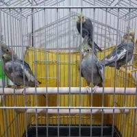 دو جفت عروس هلندی طوسی کله زرد