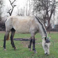 اسب مادیان سواری چهار سال