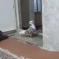 خوشونه نر شرور شرور لون