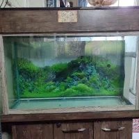 آکواریوم سفارشی سازی . کاملاً سالم وتمیز