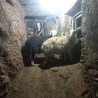قوچ و مر