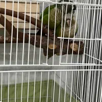 جفت طوطی گرینچیک|پرنده|تهران, تهرانسر غربی|دیوار