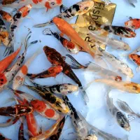 کوی چرم باله