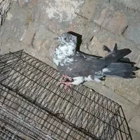 دوتا با هم ۳۰۰|پرنده|بروجرد, |دیوار