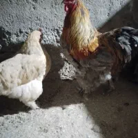 تخم مرغ برهما|حیوانات مزرعه|گرگان, |دیوار