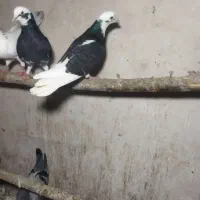 کبوتر|پرنده|انگوت, |دیوار