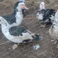 اردک اسرایلی جوان.