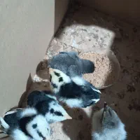5 عدد جوجه لاری اصل