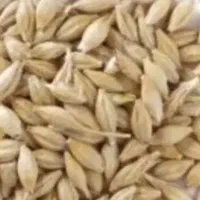 فروش جو ویلما درجه یک