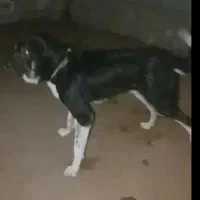 سگ پژدر برای نسل کشی