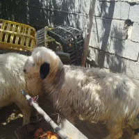 طقلی