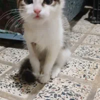 گربه واگزاری فقط به خونه و خونواده