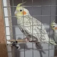 عروس ماده|پرنده|بیرجند, |دیوار